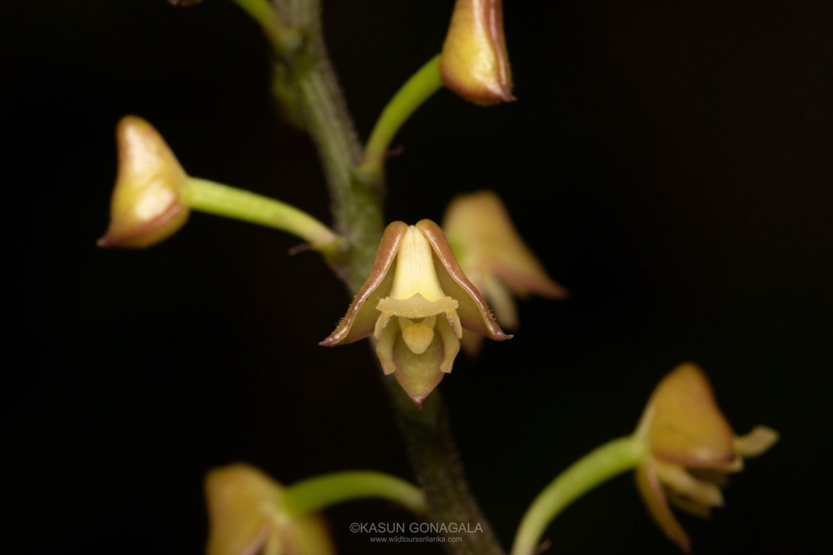 Polystachya concreta (Jacq.) Garay & H.R.Sweet
